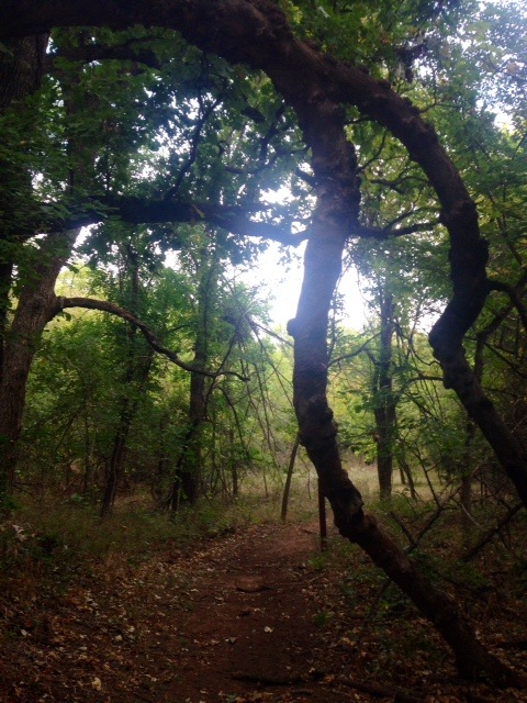 Satiated my tree craving for the month. 